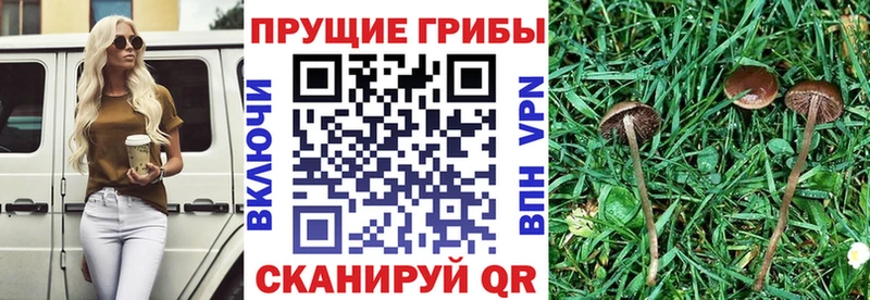 Галлюциногенные грибы прущие грибы  Стародуб 